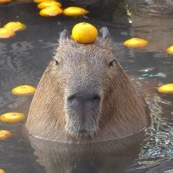 capybara ロゴ