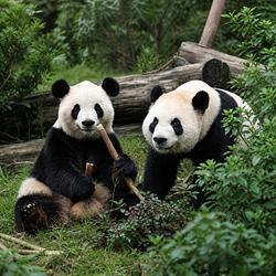 Ping Ping and Fu Shuang 로고