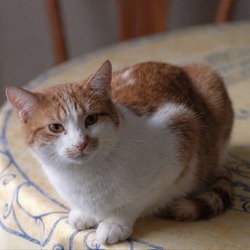 Logo de Tibanne Thecat