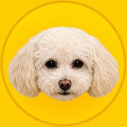 Korico
