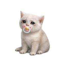 BABYCASHCAT