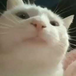 Vibing Cat