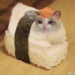 SUSHICAT